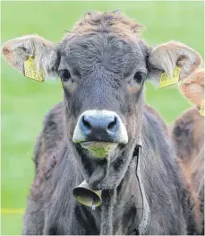  ?? FOTO: DPA ?? Beschäftig­t die Gerichte: nein, nicht die Kuh, aber ihre Glocke.