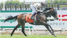 ?? Photo / Trish Dunell ?? Excalibur is on a Gr.3 Wellington Cup (3200m) path.