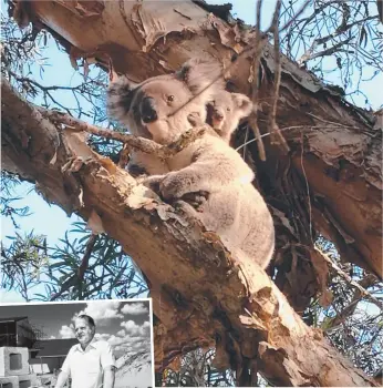  ??  ?? Koalas photograph­ed in Helensvale this week. Left: Jock McIlwain at a Gold Coast constructi­on site in the 1970s.