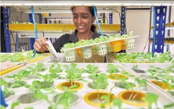  ?? — Faihan Ghani/ The Star ?? Smart farming: Opus Farm Sdn Bhd assistant grower ashrina Christie checking their coral lettuce seedlings at the Opus farm in Shah alam.