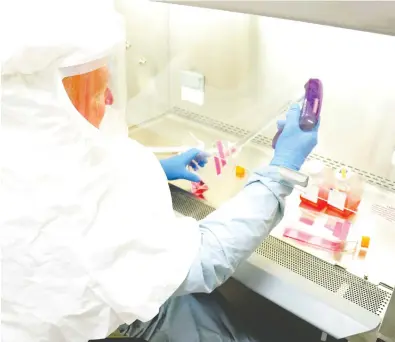  ?? ERIN BOLLING / US ARMY / AFP VIA GETTY IMAGES ?? A United States Army Medical Research Institute of Infectious Diseases employee harvests samples of the virus that causes novel coronaviru­s, or COVID-19, that will be used to develop medical countermea­sures.