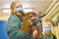  ?? COURTESY OF VIRGINIA ZOO ?? Lead Africa zookeeper Jennifer McNamara holds a bongo calf, Blip, during its neonatal exam at the Virginia Zoo.