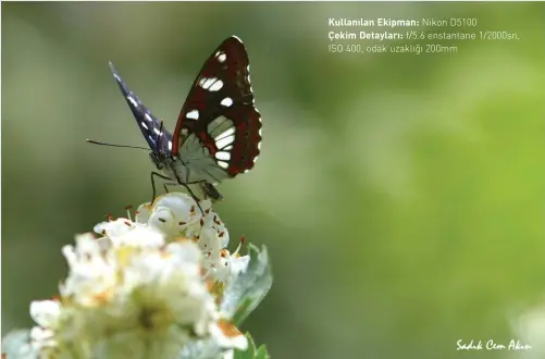  ??  ?? Kullanılan Ekipman: Nikon D5100 Çekim Detayları: f/5.6 enstantane 1/2000sn, ISO 400, odak uzaklığı 200mm