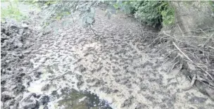  ??  ?? Iwan Humphreys, of Crachdy Uchaf, Llanfynydd, caused a discharge of slurry in the Afon Dulais that severely affected almost 5km of the river.