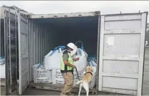  ?? — Perhilitan ?? One of Perhilitan’s sniffer dogs looking for contraband in a container of goods at a port.