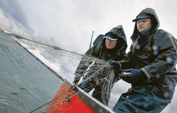  ?? Fotos: Matthias Becker ?? Der Wind pfeift um das Boot, die Wellen peitschen dagegen. Peter (links) und Roland Stohr sind Fischer am Bodensee. Die Probleme, mit denen sie zu kämpfen haben, werden immer größer.