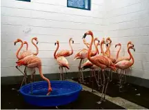  ??  ?? Flamingos abrigados em zoológico