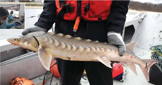  ?? AP/File ?? A US researcher holds an endangered shortnose sturgeon. In Malaysia, sturgeon have a lucrative market potential, because they are high in collagen and rich in omega oils.