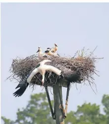  ?? FOTO: MICHAEL RÖSGEN ?? Seltenes Naturschau­spiel: Ein Storchenpa­ar in der Walsumer Rheinaue hat stolze vier Jungvögel bekommen.