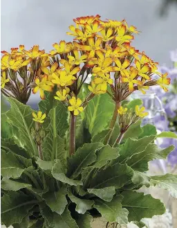 HAYLOFT PRIMULA - PressReader