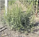  ??  ?? Amaranthus palmeri. Con resistecia declarada a los inhibidore­s de ALS.