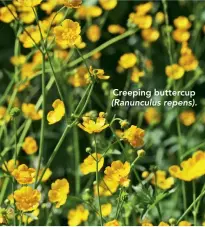  ??  ?? Creeping buttercup(Ranunculus repens).