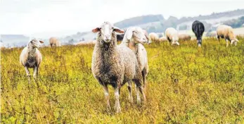  ?? FOTO: JULIANE GÖRSCH ?? Besonders bei Schafen verläuft die Blauzungen­krankheit akut und schnell.