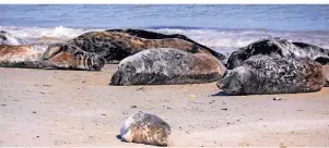  ??  ?? Kegelrobbe­n fühlen sich auf Helgolands Nebeninsel „Die Düne“wohl.
