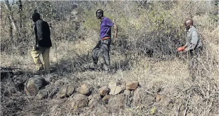  ?? / PHOTOS ANTONIO MUCHAVE ?? Albert Machipi, left, Gilbert Machipi, middle, and Vicks Mashatole, 72, walk alongside some of the graves of their ancestors on the foot of Lebaka mountain in Tzaneen area, Limpopo.