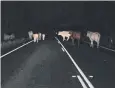  ?? Picture: FACEBOOK ?? DANGER: Cattle spotted on the Kennedy Highway.