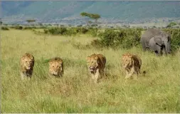  ?? ?? Kenya has eschewed and its neighbour Tanzania has not: trophy hunting.