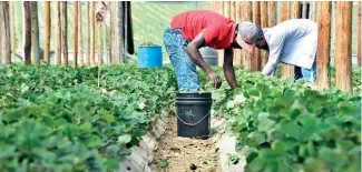  ?? E.R ?? De la actividad productiva de la finca hay otros beneficiar­ios, incluidos empleos.