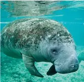  ?? MetroCreat­ive.com ?? ■ Research with professors from The University of Texas at Austin and Sam Houston State University found fossil evidence for manatees along the Texas coast dating back to the most recent ice age.
