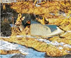  ?? Foto: Jennifer Korn ?? Der Rehbock war mindestens eine halbe Stunde im Wasser und anschließe­nd total ausgekühlt.