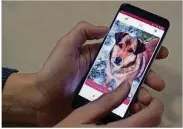  ??  ?? In this photo taken on Jan. 31, a man looks at a mobile phone app that helps people find dogs in animal shelters in Vilnius, Lithuania.