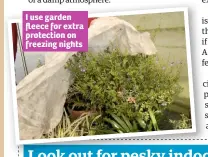  ??  ?? I use garden fleece for extra protection on freezing nights