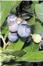  ??  ?? Blueberrie­s prefer an acidic soil as do a longtime Houston-area garden staple, the azalea.