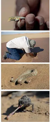  ??  ?? SAND CRITTERS. On a dune tour, your guide might find desert creatures like a shovel-snouted lizard, the brilliantl­y camouflage­d sidewindin­g adder and a hungry Namaqua chameleon.