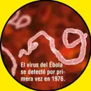  ??  ?? El virus del Ébola se detectó por primera vez en 1976.