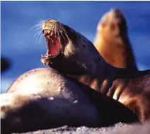  ?? CHANTAL HENDERSON ?? Above / Arriba: A seal on the Argentine Patagonia coast. Una foca en la costa de la Patagonia Argentina. Left page / Página izquierda: From the edge of the Patagonian steppe, on Cerro 21, sunset blends with the rise of city lights high above Esquel,...