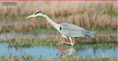  ?? ?? Grey Heron