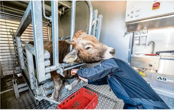  ?? Foto: Silas Stein/dpa ?? Tod in der Box: Der Landwirt Maximilian Sauter aus Ratshausen setzt in einer mobilen Anlage einen Schnitt an einem betäubten Rind, um es ausbluten zu lassen. Anschließe­nd wird es zur Verarbeitu­ng in einen Schlachtho­f gebracht.