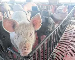  ??  ?? Pigs are seen on a family farm in Xiaoxinzhu­ang village, Hebei province.