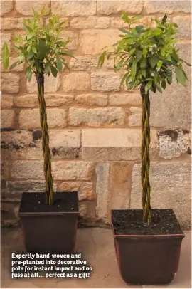  ??  ?? Expertly hand-woven and pre-planted into decorative pots for instant impact and no fuss at all… perfect as a gift!