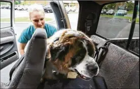  ?? ERIC ALBRECHT / COLUMBUS DISPATCH ?? A St. Bernard rescue dog, Oden, gets a push into a pickup by Rachel Bender of Bella Run Equine rescue group, based in Athens, at Franklin County Dog Shelter and Adoption Center. Suggestion­s in a report will help protect dogs like Oden from infectious...