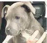  ??  ?? ORDEAL Staffie terrier pup