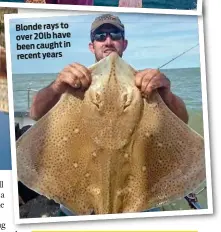  ??  ?? Blonde rays to over 20lb have been caught in recent years