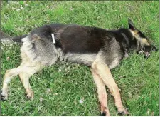  ??  ?? The German Shepherd which is believed to have killed at least 13 sheep in the Adamstown area.
