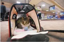  ?? ROSS D. FRANKLIN/ASSOCIATED PRESS ?? Oscar the cat sits in his carry on travel bag after arriving at Phoenix Sky Harbor Internatio­nal Airport. People who last flew with their pets before the pandemic face a whole new set of rules.