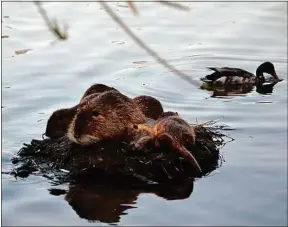  ??  ?? Les ragondins cohabitent avec les canards et les cygnes du bassin.