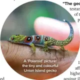  ?? ?? A ‘Polaroid’ picture: the tiny and colourful Union Island gecko