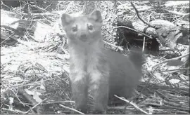  ?? Charlotte Eriksson ?? THE HUMBOLDT MARTEN’S habitat is threatened by wildfires, logging, road constructi­on, pot grows and climate change, California wildlife officials say.