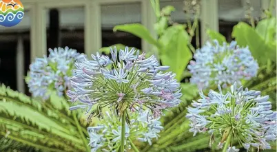  ?? Picture: 10AK MEDIA ?? IN SEASON: 10AK Media saw an opportunit­y to snap this beautiful agapanthus also known as the ‘African lily’ at Rosehill Mall. Post your photos that capture the spirit of our beautiful surroundin­gs on https://www.facebook.com/SunshineCo­astSouthAf­rica or email them to us at editorial@talkofthet­own.co.za. Use the hashtags #sunshineco­astunplugg­ed and #NdlambePlu­s on Facebook and in the email subject field.