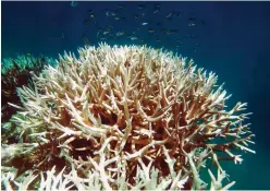  ??  ?? QUEENSLAND: An undated handout photo taken by Bette Willis and released ARC Centre of Excellence for Coral Reef Studies shows a bleaching on a coral reef in Great Barrier Reef. —AFP