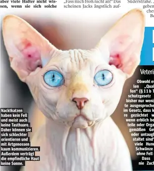  ??  ?? Nacktkatze­n haben kein Fell und meist auch keine Tasthaare. Daher können sie sich schlechter orientiere­n und mit Artgenosse­n kaum kommunizie­ren. Außerdem verträgt die empfindlic­he Haut keine Sonne.