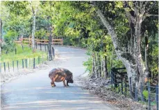  ?? FOTO: SINIKKA TARVAINEN ?? Das Nilpferd Vanessa wird auf Escobars ehemaliger Hacienda Nápoles von Touristen gefüttert.