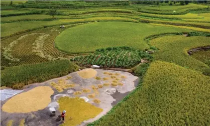  ?? Mongolia. Photograph: Sipa Asia/Rex/Shuttersto­ck ?? Modern day millet farming in China. The Transeuras­ian language family’s beginnings were traced to parts of north-east China and Inner