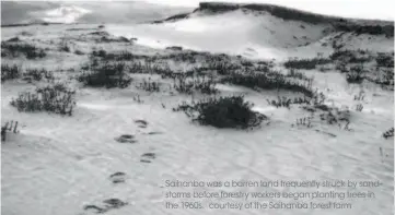  ?? courtesy of the Saihanba forest farm ?? Saihanba was a barren land frequently struck by sandstorms before forestry workers began planting trees in the 1960s.