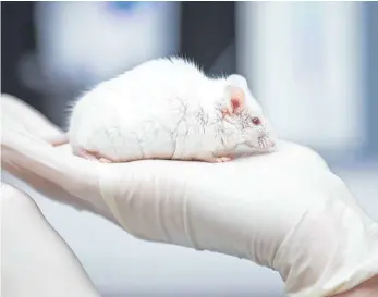  ?? FOTO: FRISO GENTSCH/DPA ?? Mehr als 26 000 Menschen haben nach Angaben des Vereins Ärzte gegen Tierversuc­he die Online-Petition gegen ein geplantes Tierlabor in Augsburg unterzeich­net.