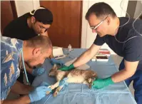  ??  ?? A cat being treated at the first mobile vet clinic. — Supplied photo